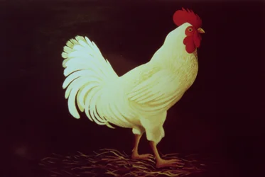 Coq