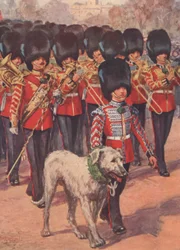 La fanfare et la mascotte lévrier irlandais des Gardes Irlandais portant le trèfle le jour de la Saint-Patrick