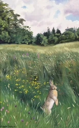Lièvre dans un pré