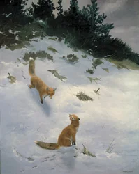Coup de foudre, renards dans la neige
