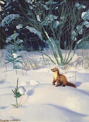Pine Marten dans la neige