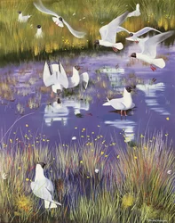 Mouettes dans la tourbière