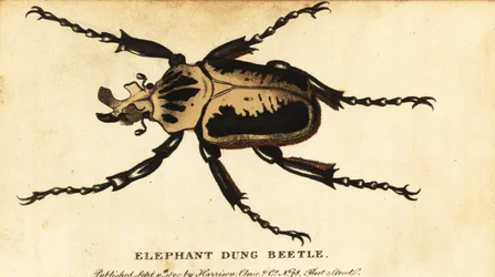 Goliath royal, Goliathus regius (gravure)