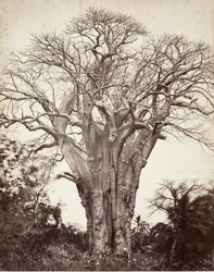 Baobab à Mohéli, 1863