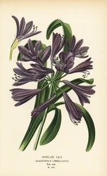 Lys africain, Agapanthus africanus