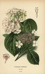 Hortensia à grandes feuilles, Hydrangea macrophylla