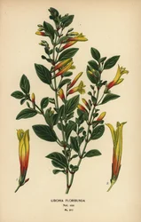 Fuchsia brésilien, Justicia floribunda (Libonia floribunda). Chromolithographie d