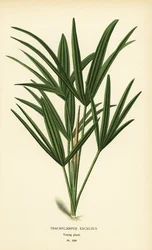 Palmier lady palm ou palmier bambou, Rhapis excelsa (Trachycarpus excelsus). Chromolithographie d
