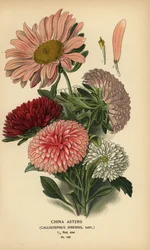 Variétés d