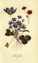 Hépatique commune, Anemone hepatica