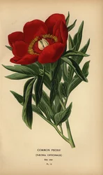 Pivoine commune, Paeonia officinalis