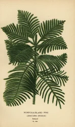 Pin de Cook, Araucaria columnaris. (Pin de l