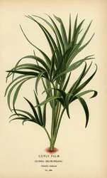 Palmier bouclé, Howea belmoreana. Chromolithographie d
