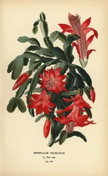 Cactus de Noël faux, Schlumbergera truncata