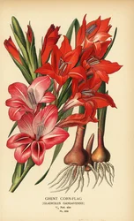 Glaïeul de Gand, Gladiolus x gandavensis. Chromolithographie d