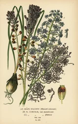 Jacinthe à grappes, Leopoldia comosa (Muscari comosum, var. monstrosum, var. plumosa). Chromolithographie d