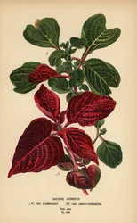 Variétés de sang de Herbst, Iresine herbstii a) var. acuminata, b) var. aureo-reticulata. Chromolithographie d