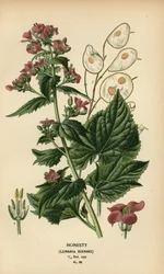 Monnaie du pape, Lunaria annua