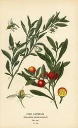Cerise de Jérusalem, Solanum pseudocapsicum var. diflorum