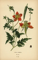 Loasa lateritia