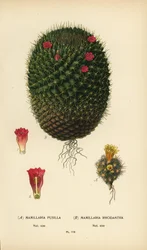 Mammillaria prolifera et Mammillaria rhodantha