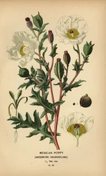 Pavot mexicain, Argemone grandiflora