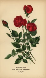 Rose mensuelle, Rosa chinensis var. semperflorens.