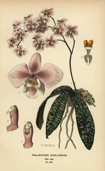 Orchidée Phalaenopsis schilleriana. Chromolithographie d