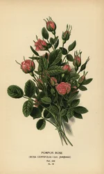 Rose pompon, Rosa centifolia var. pomponia