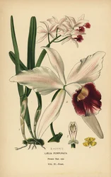 Orchidée laelia pourpre, Cattleya purpurata (Laelia purpurata). Chromolithographie d