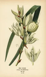 Herbe de soie, Yucca filamentosa