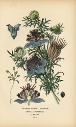 Nigelle d