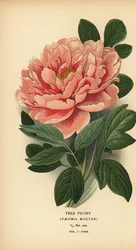 Pivoine arbustive, Paeonia moutan