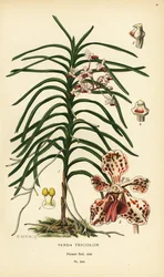 Orchidée Vanda tricolor. Chromolithographie d