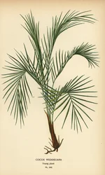 Palmier de Weddell, Lytocaryum weddellianum, jeune plante (Cocos weddeliana). Chromolithographie d