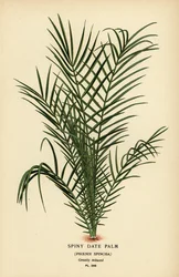 Palmier dattier sauvage ou palmier dattier du Sénégal, Phoenix reclinata (Palmier dattier épineux, Phoenix spinosa). Chromolithographie d