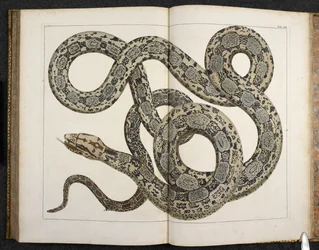 Un python, de 