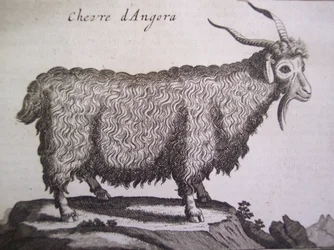 Chèvre d