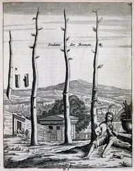 Arbres fruitiers, de De Nederlandze Hesperides par Jan Commelin, publié en 1676