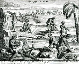 Hottentots