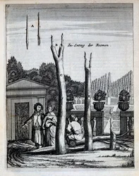 Tilleuls et orangers, de De Nederlandze Hesperides par Jan Commelin, publié en 1676