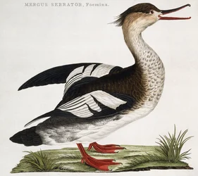 Mergus Serrator, femelle