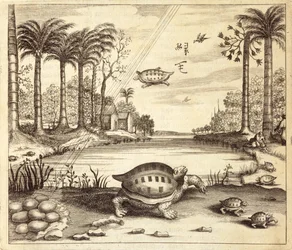 Éclosion des œufs de tortue, de China Illustrated par Athanasius Kircher (1601-80) 1667