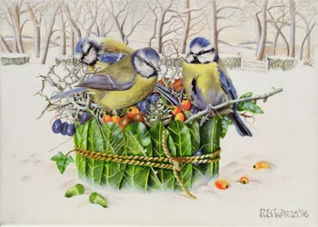 Mésanges bleues dans un nid de feuilles, 1996