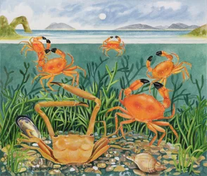 Crabes dans l