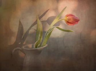 Ombres chaudes de tulipes
