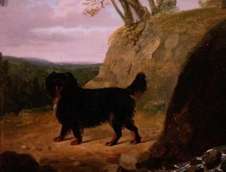 Un cocker spaniel dans un paysage