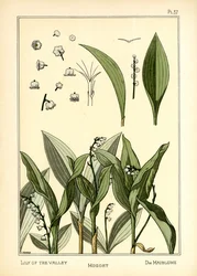 Le Muguet