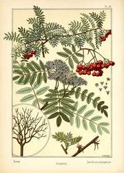 Le sorbier