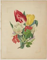 Bouquet de tulipes, du Dictionnaire de Flora, 1838